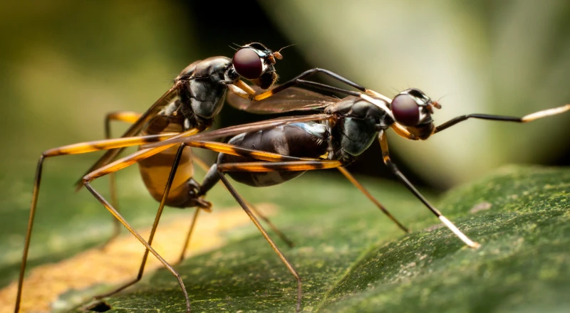 昆虫の進化の教室
